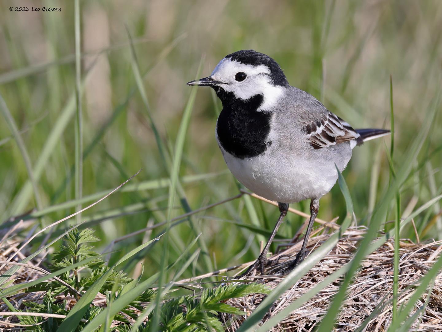 Witte-kwikstaart-20230415g14401A1A2144acrfb-Hogerwaardpolder.jpg