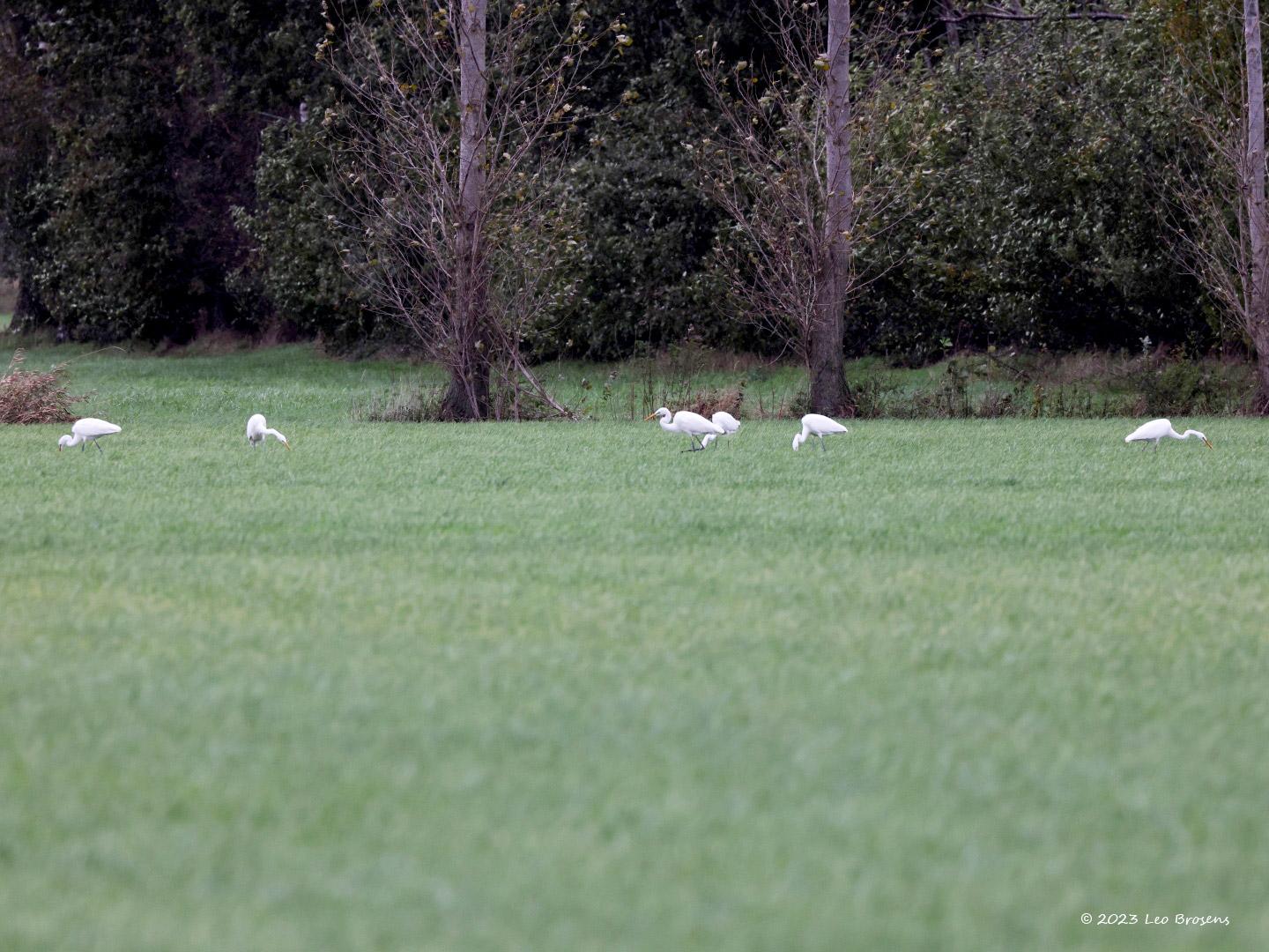 Grote-zilverreiger-20231101g14401A1A0055ccrfb-Matjens.jpg