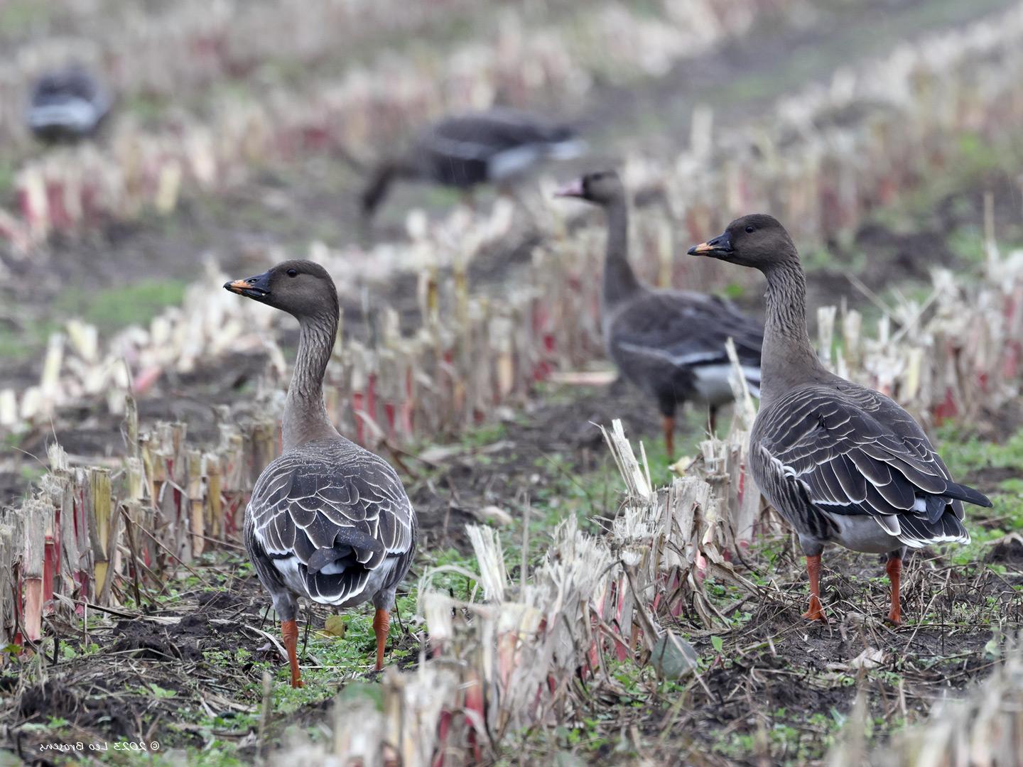 Toendrarietgans-20231024g14401A1A9210tfcrfbt-Matjens.jpg