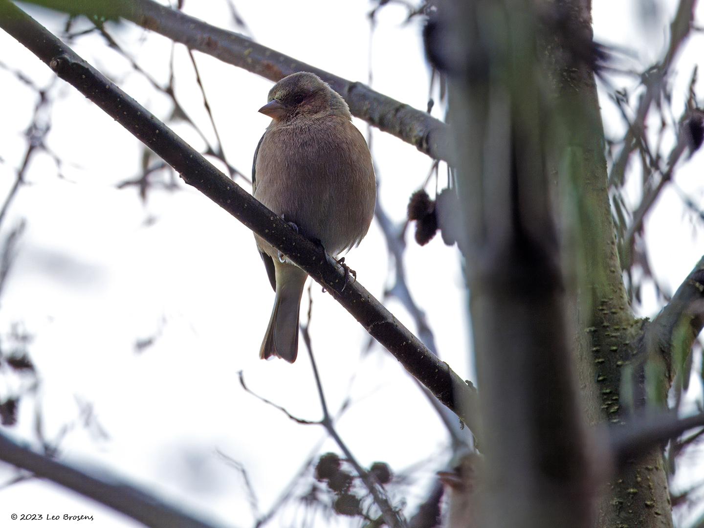 Vink-20231107g14401A1A0398acrfbt-Oude-Buisse-Heide-Witte-brugstraat.jpg