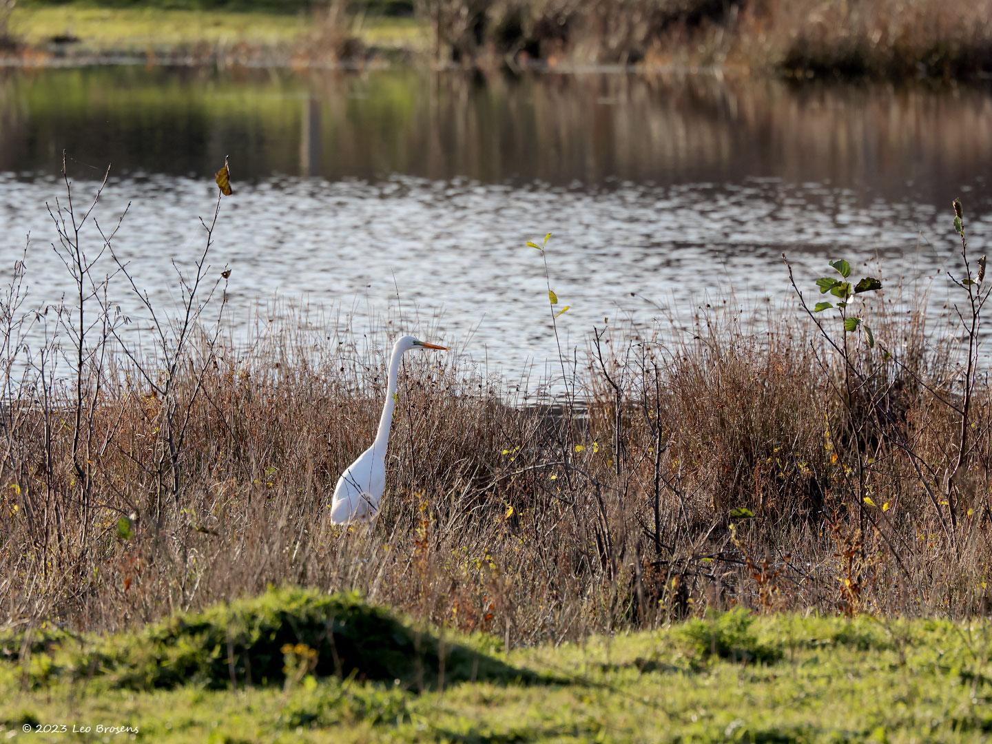 Grote-zilverreiger-20231128g14401A1A1188acrfb-Pannenhoef.jpg