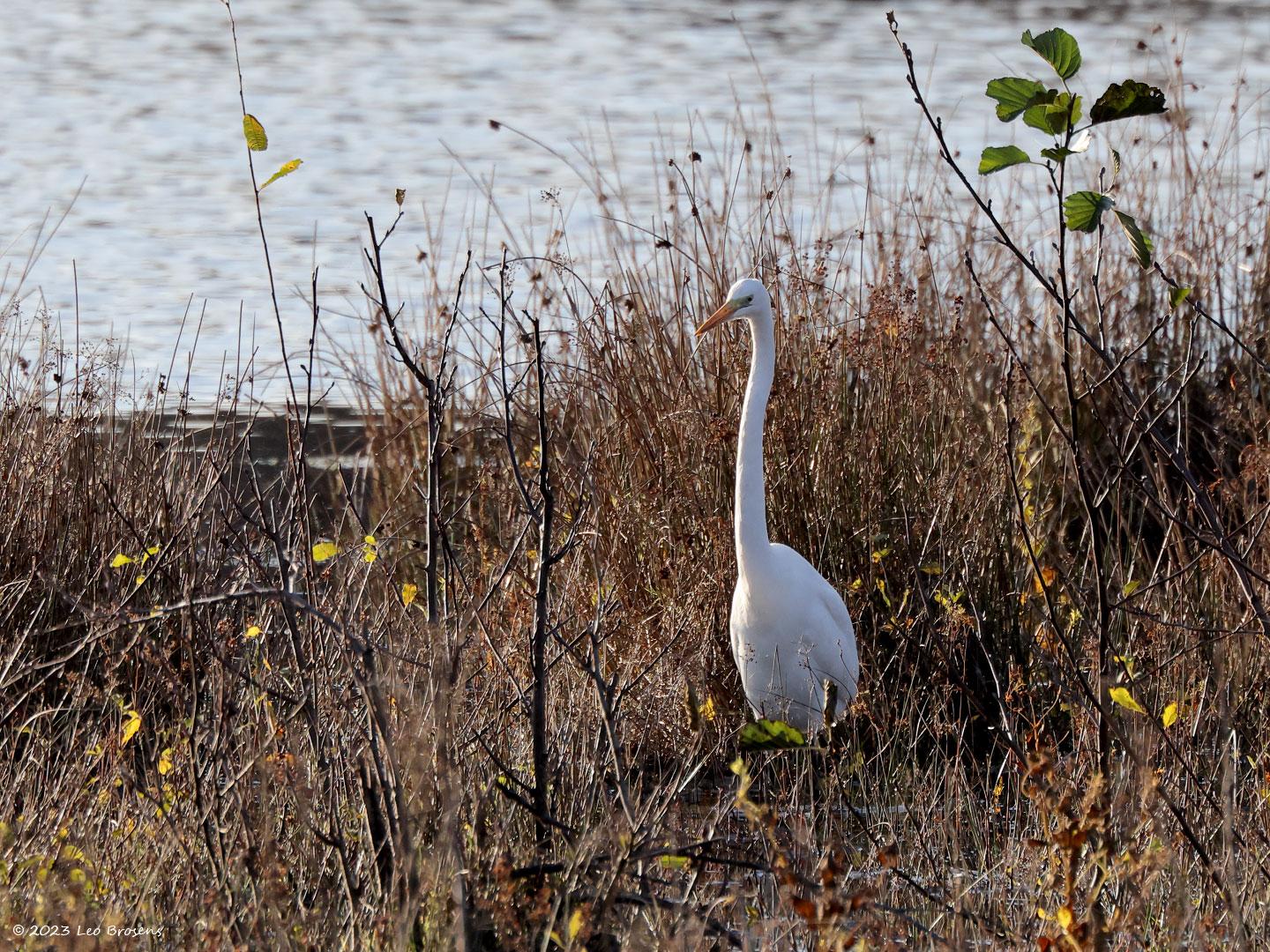 Grote-zilverreiger-20231128g14401A1A1217acrfb-Pannenhoef.jpg