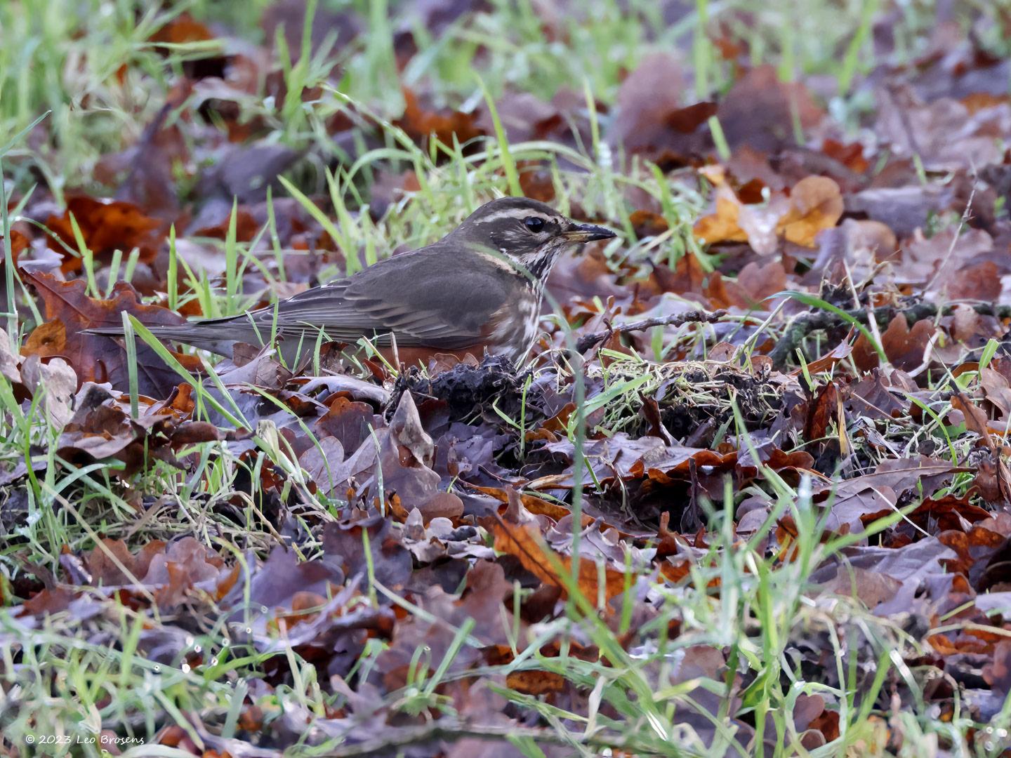 Koperwiek-20231207g14401A1A2159ntcrfb-Oude-Buisse-Heide.jpg