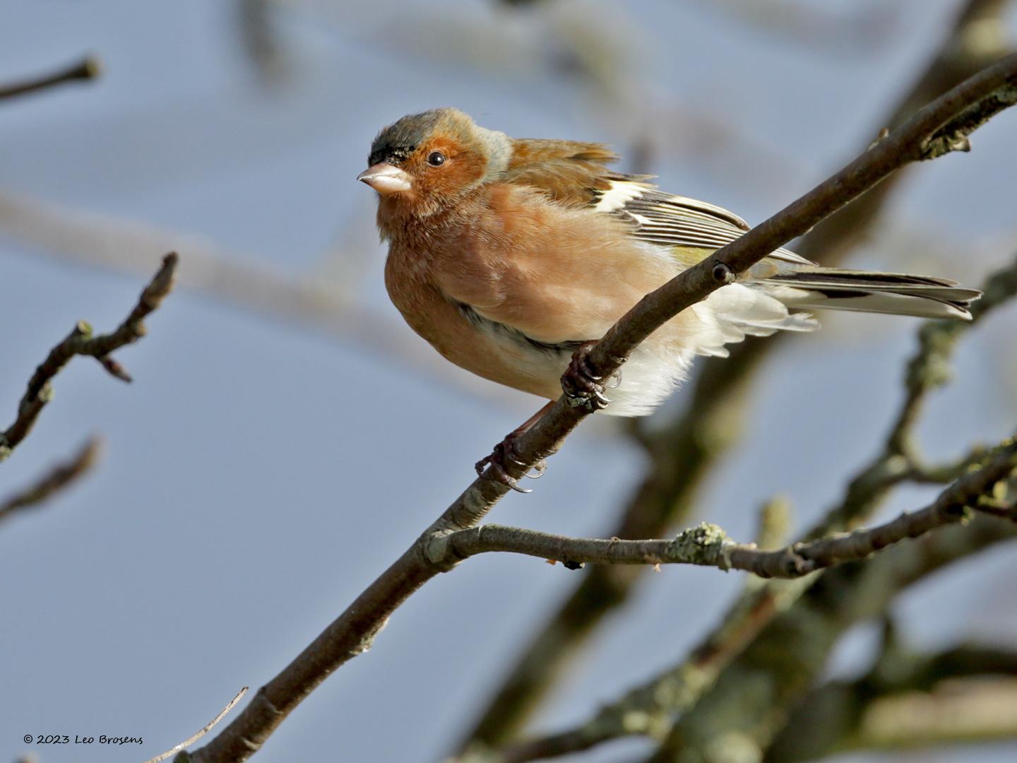 Vink-20130202g14407X1A3612acrfb-Rielse-Heide.jpg