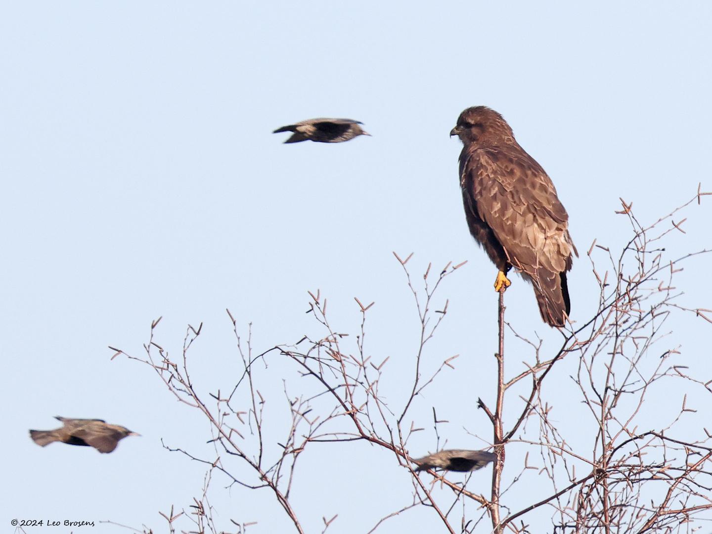 Buizerd-20240127g14401A1A7272dcrfb-Pannenhoef.jpg