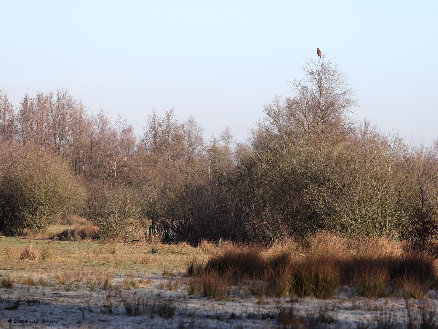 Buizerd-20240127g14401A1A7272ocrfb-Pannenhoef.jpg