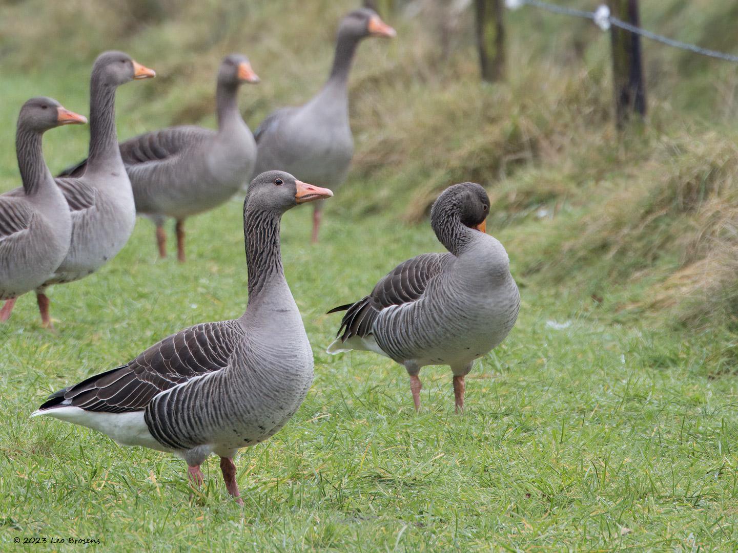 Grauwe-gans-20231215g14401A1A2698atcrfb-Pannenhoef_1.jpg