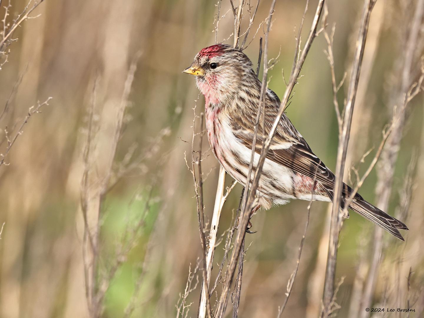 Grote-barmsijs-20240101g14401A1A4592acrfb-Rielsche-Heide.jpg