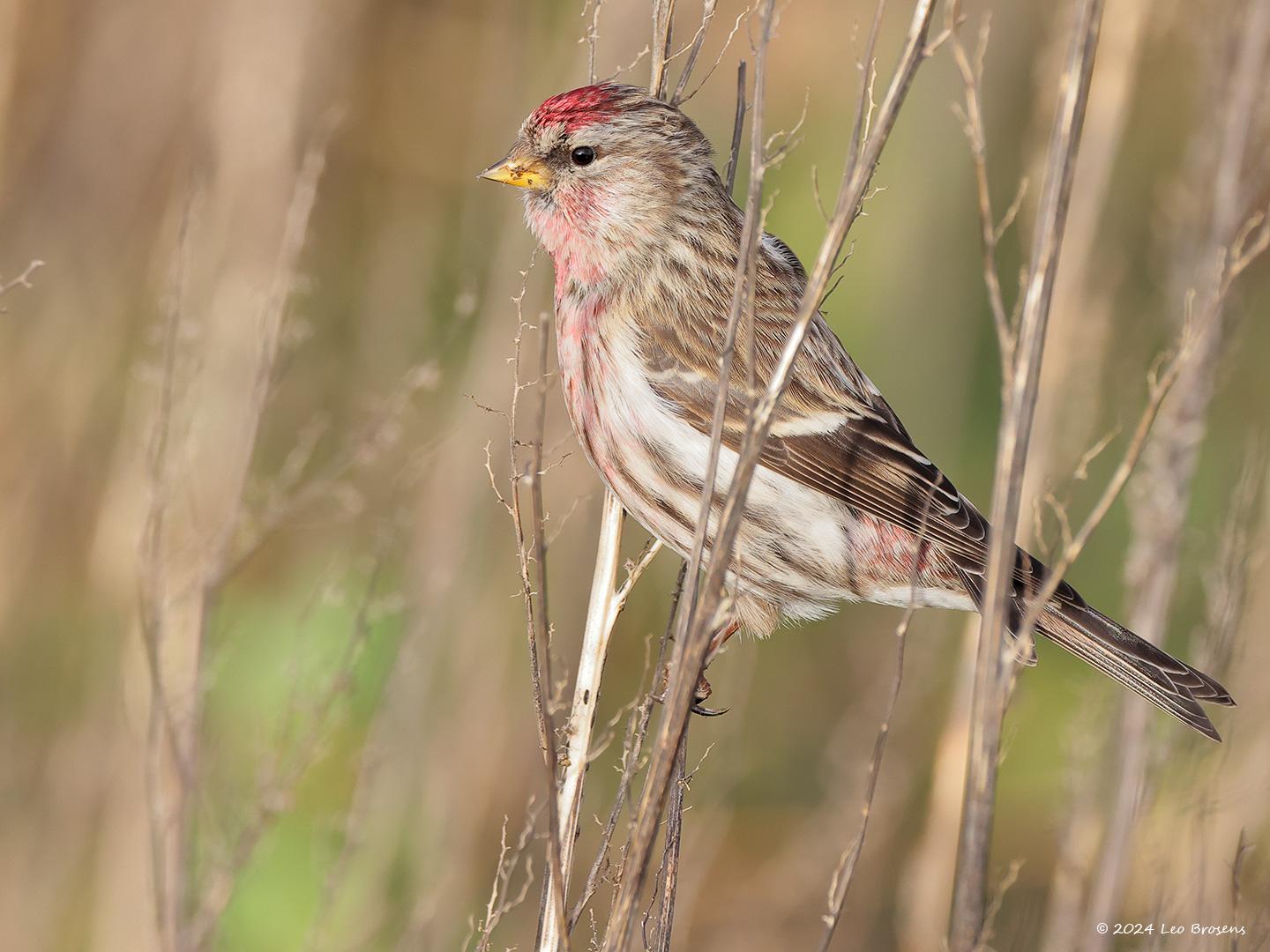 Grote-barmsijs-20240101g14401A1A4592bcrfb-Rielsche-Heide_1.jpg