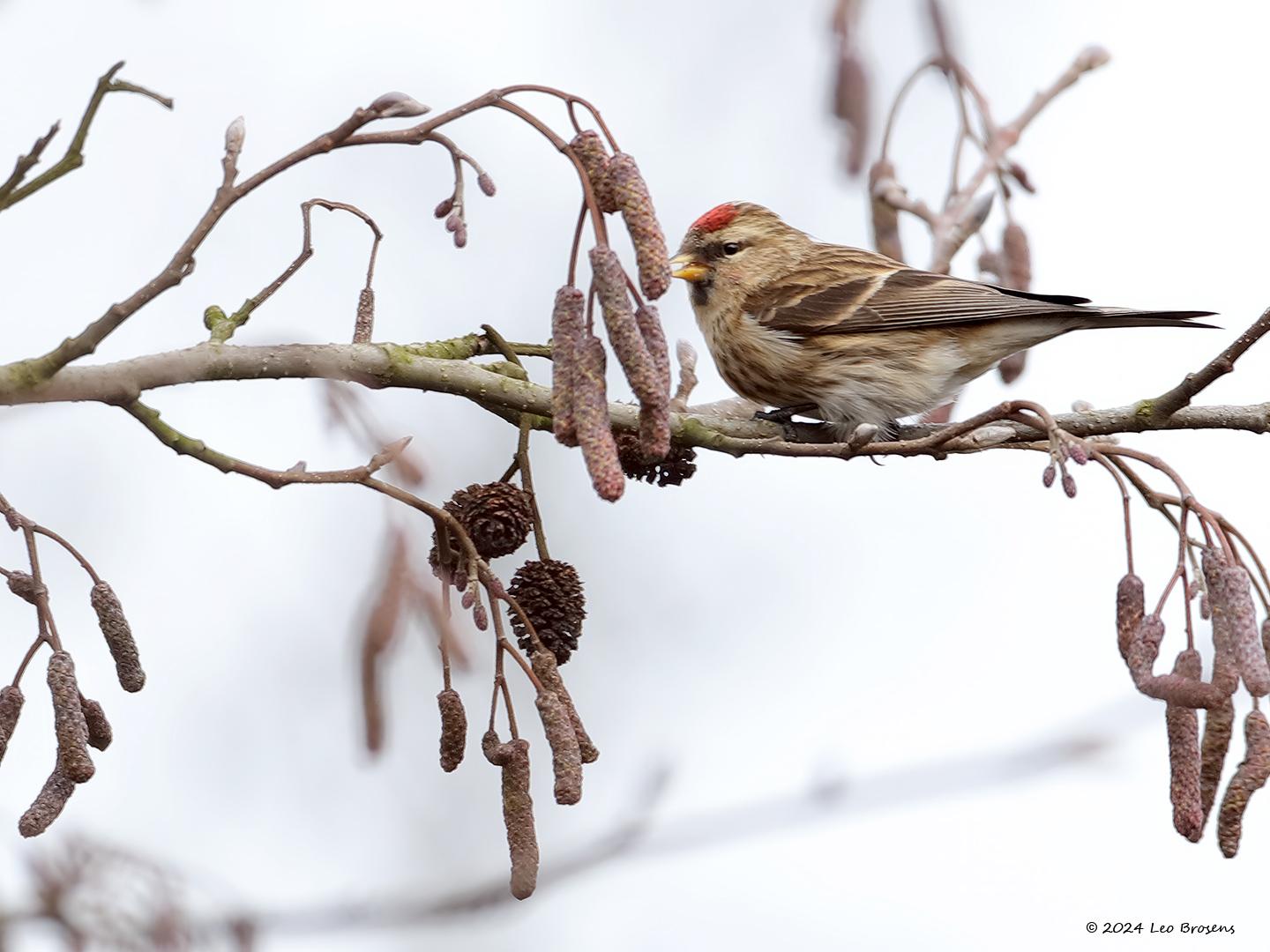 Kleine-barmsijs-20170221g1440YSXX7165atcrfb-Waaienberg_2.jpg