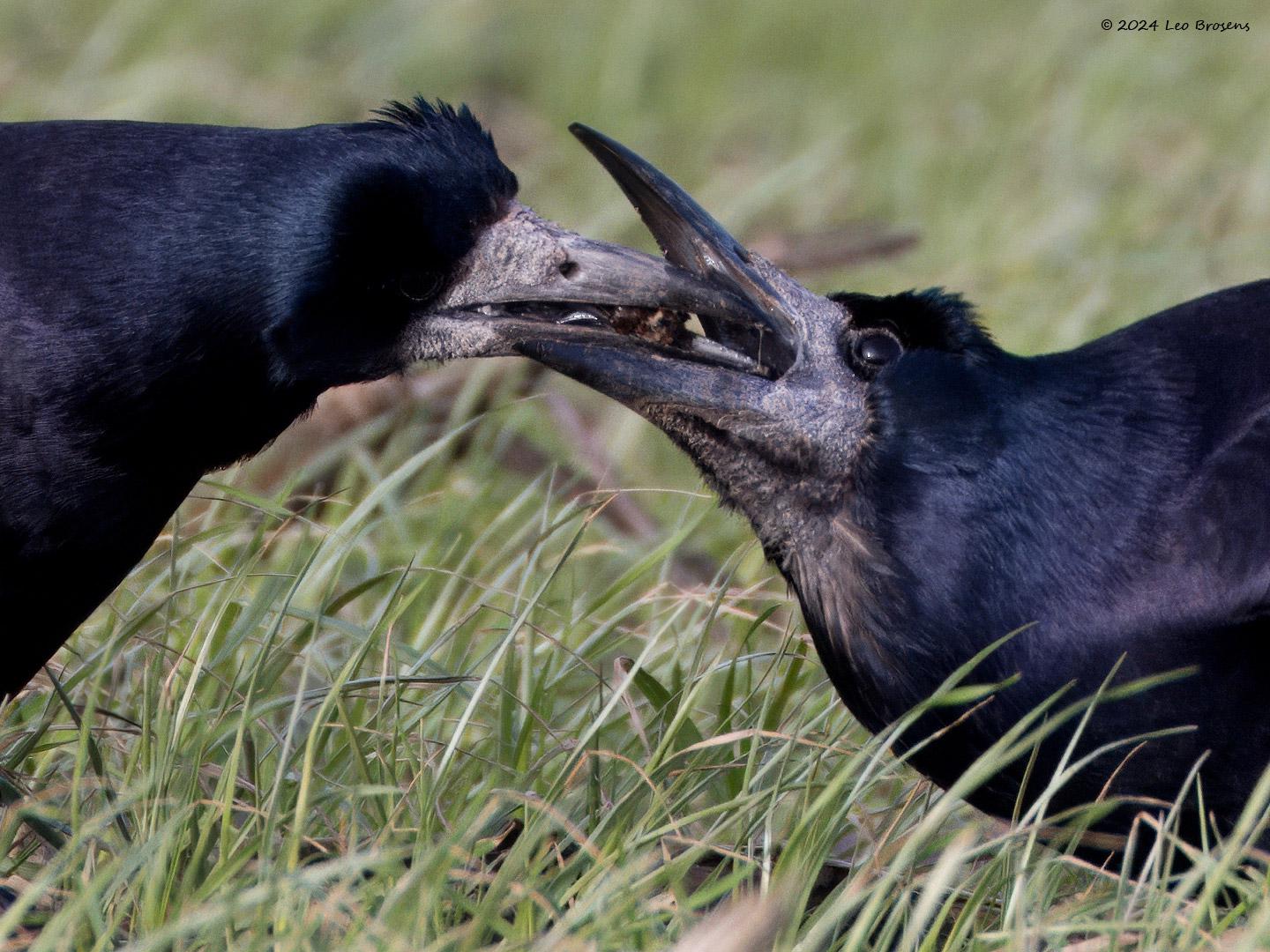 Roek-20240124g14401A1A6960bdtcrfb-Condors-Fluxys.jpg