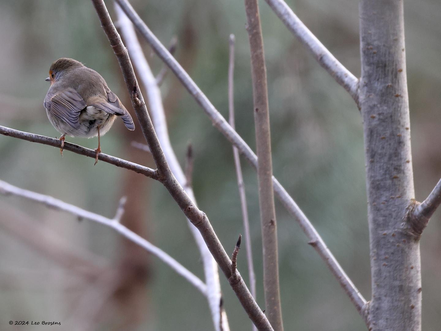 Roodborst-20240120g14401A1A6141acrfb-Lange-Maten.jpg