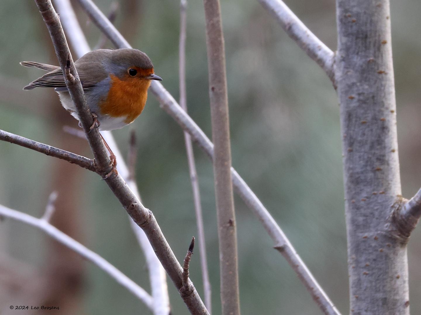 Roodborst-20240120g14401A1A6157acrfb-Lange-Maten.jpg