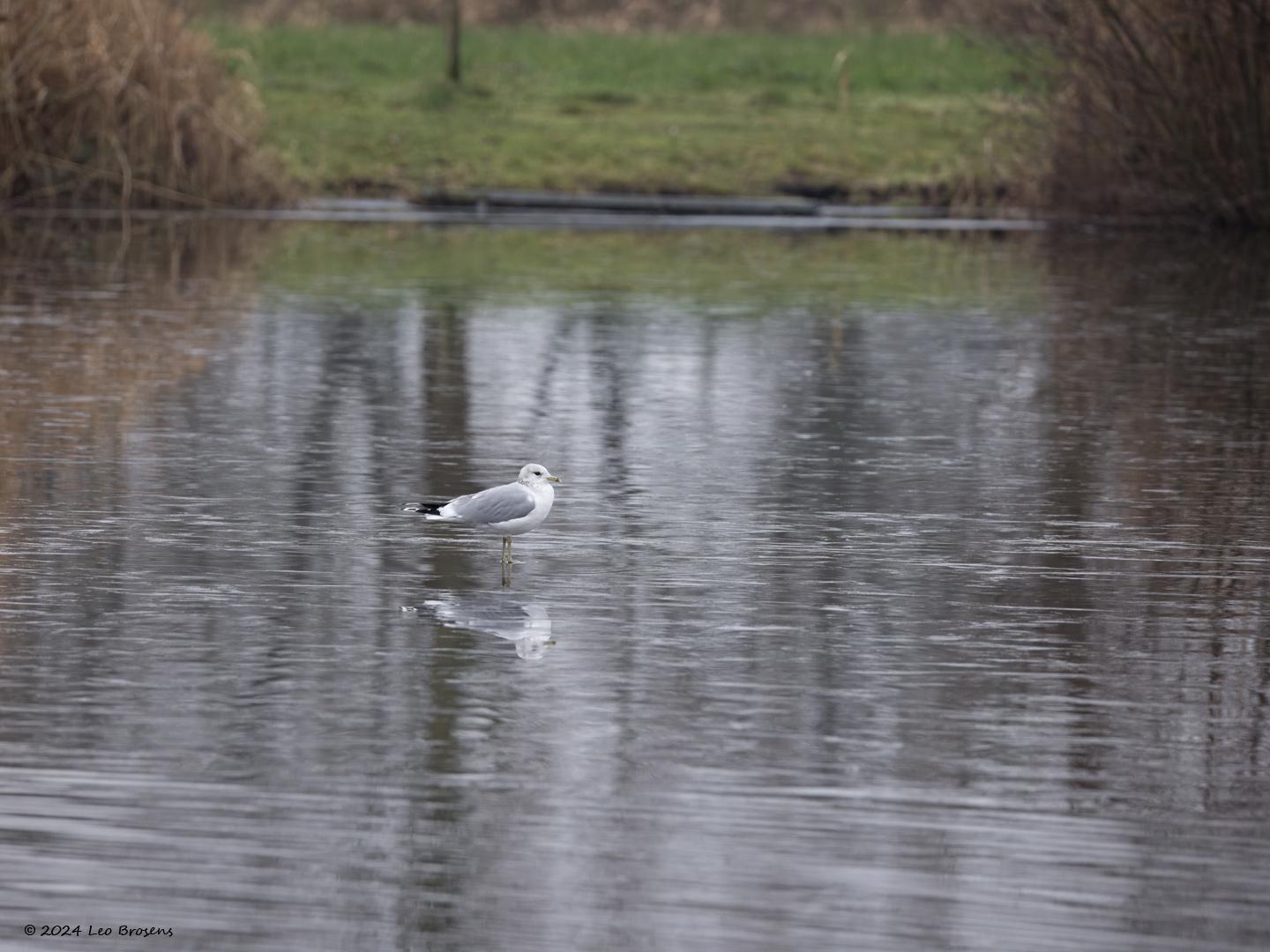 Stormmeeuw-20240113g14401A1A5687botcrfb-Leemkuiilen_0.jpg