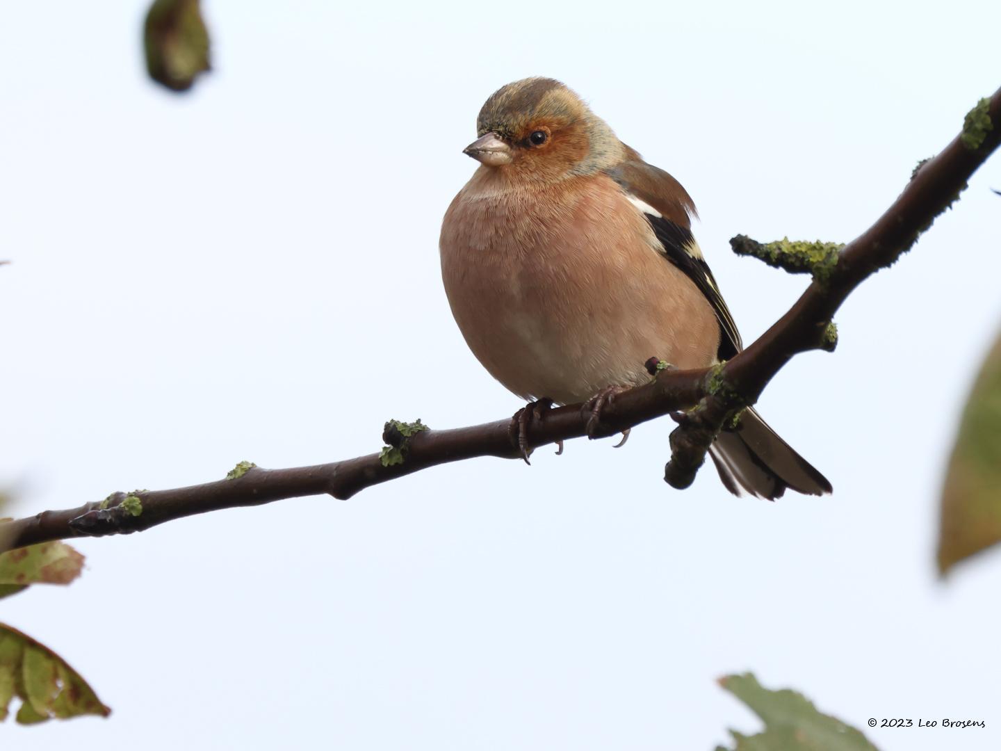 Vink-20231129g14401A1A1557acrfb-Buurt-Condors.jpg