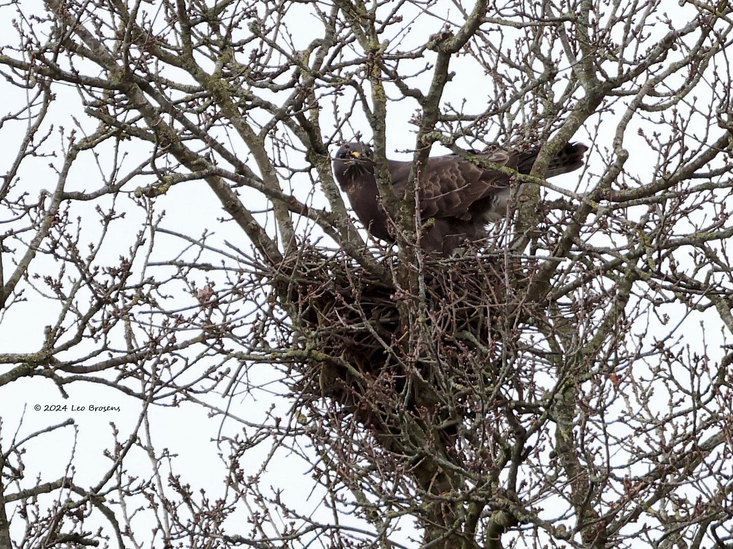 Buizerd-20240217g14401A1A8801at-Stouwdreef.jpg