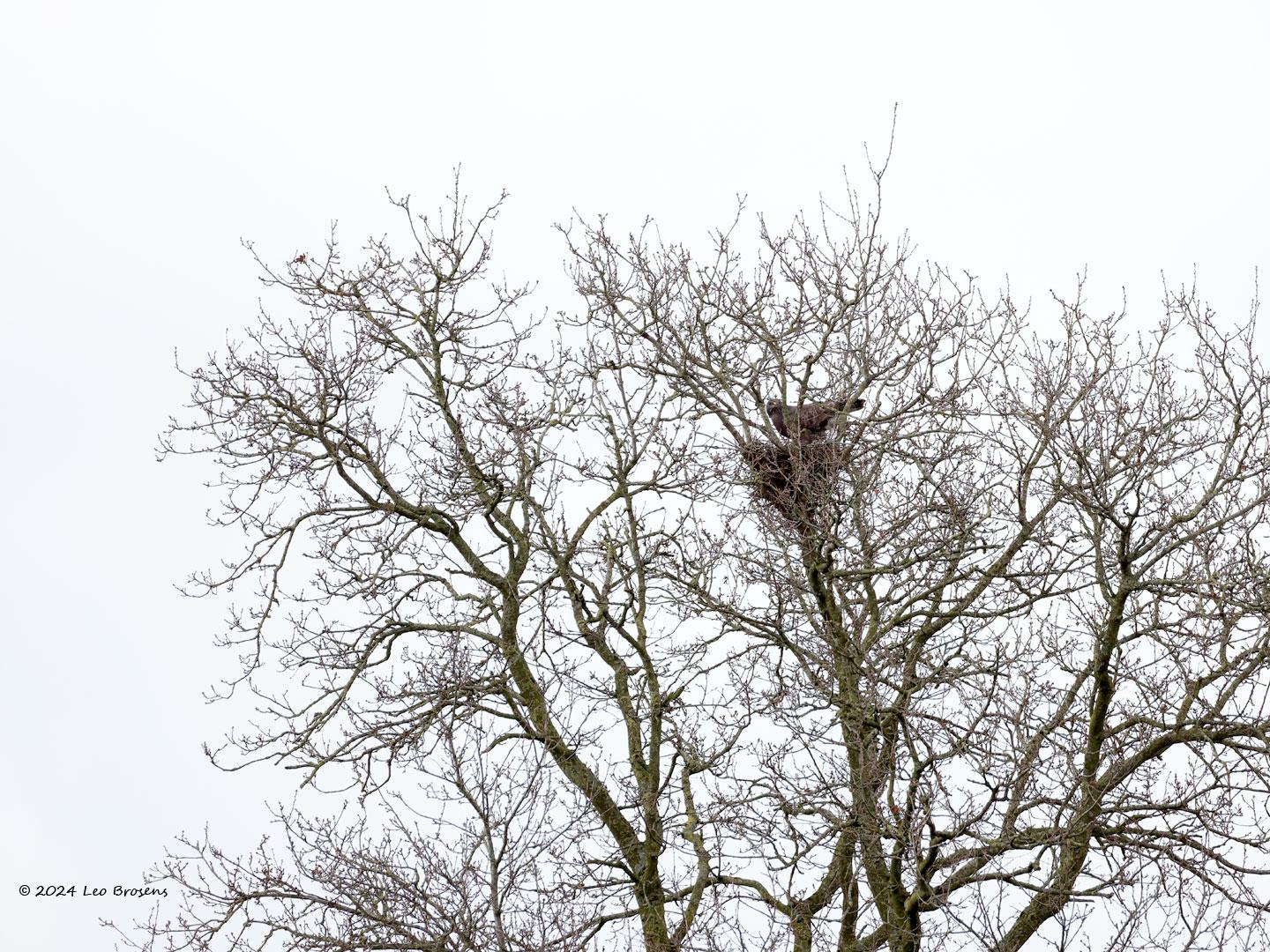 Buizerd-20240217g14401A1A8801bt-Stouwdreef.jpg