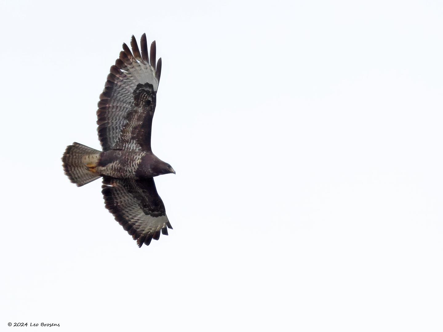 Buizerd-20240218g14401A1A7986atcrfb-Stouwdreef.jpg