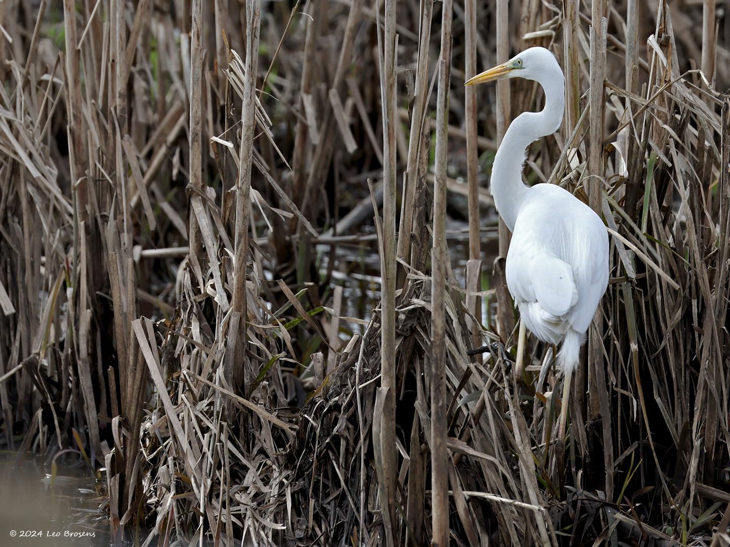 Grote-zilverreiger-20240224g14401A1A8985gacrfb-Rucphenseweg_0.jpg