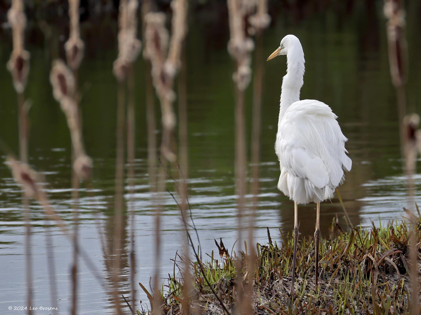 Grote-zilverreiger-20240224g14401A1A9026ggacrfb-Rucphenseweg.jpg