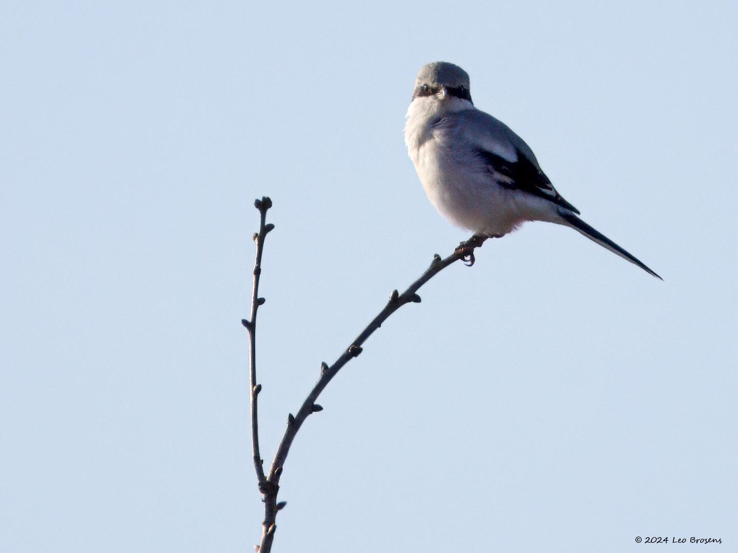 Klapekster-20240124g14401A1A7520atcrfb-Pannenhoef.jpg