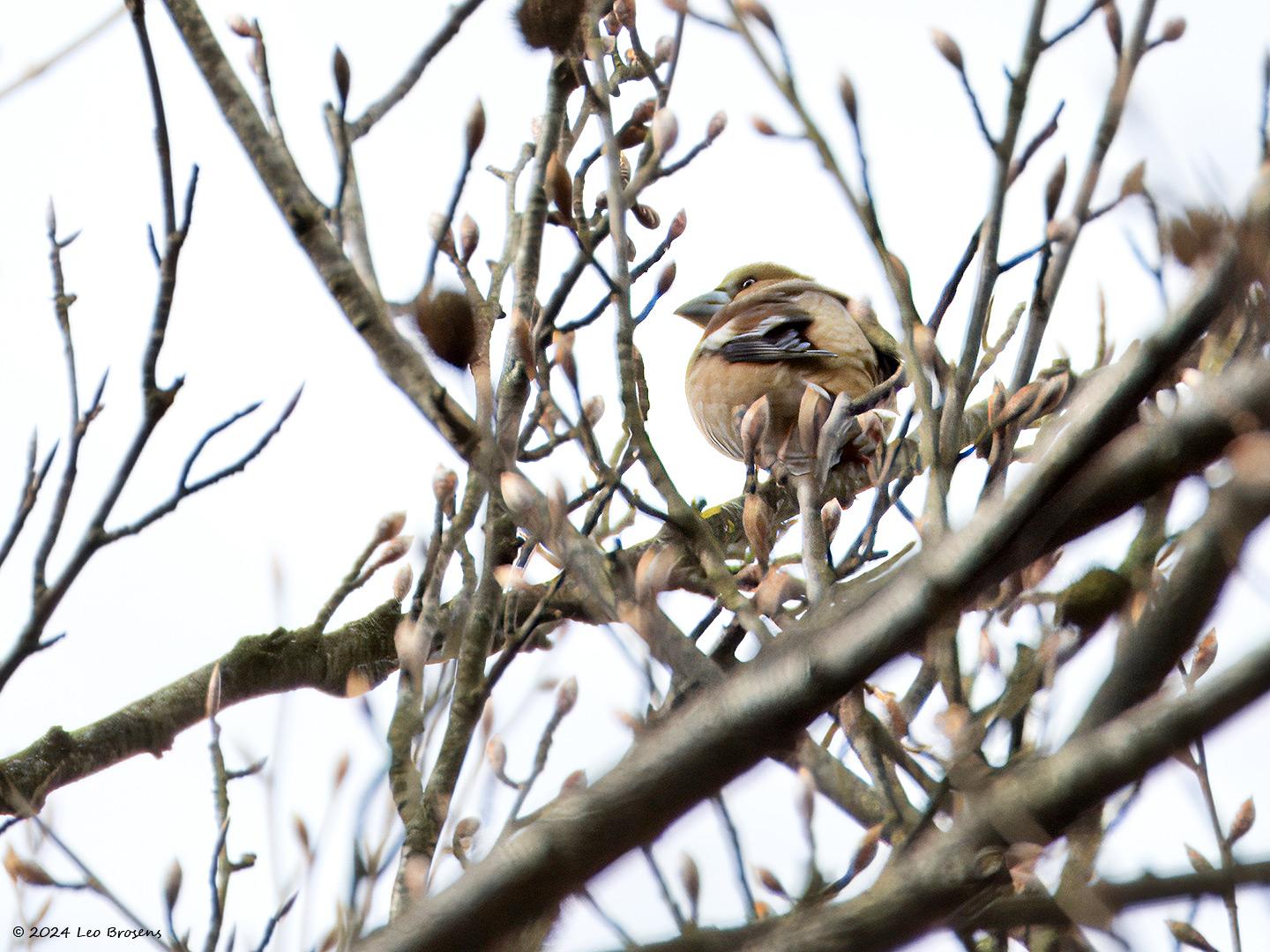 Appelvink-20240329g14401A1A1406atcrfb-Oude-Buisse-Heide.jpg