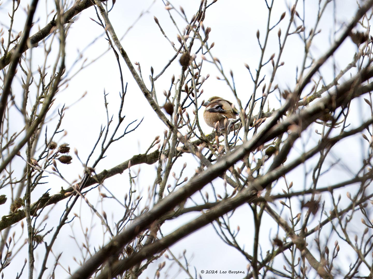 Appelvink-20240329g14401A1A1415atcrfb-Oude-Buisse-Heide_0.jpg