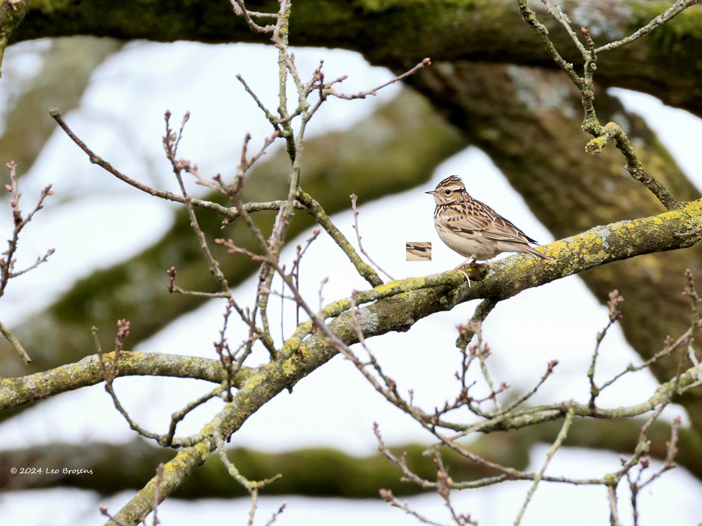 Boomleeuwerik-20240319g14401A1A0518atcrfb-Oude-Buisse-Heide.jpg