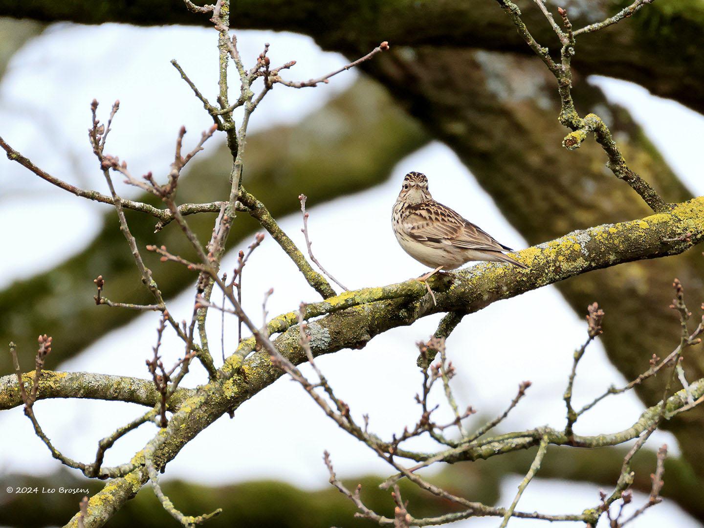 Boomleeuwerik-20240319g14401A1A0525atcrfb-Oude-Buisse-Heide.jpg