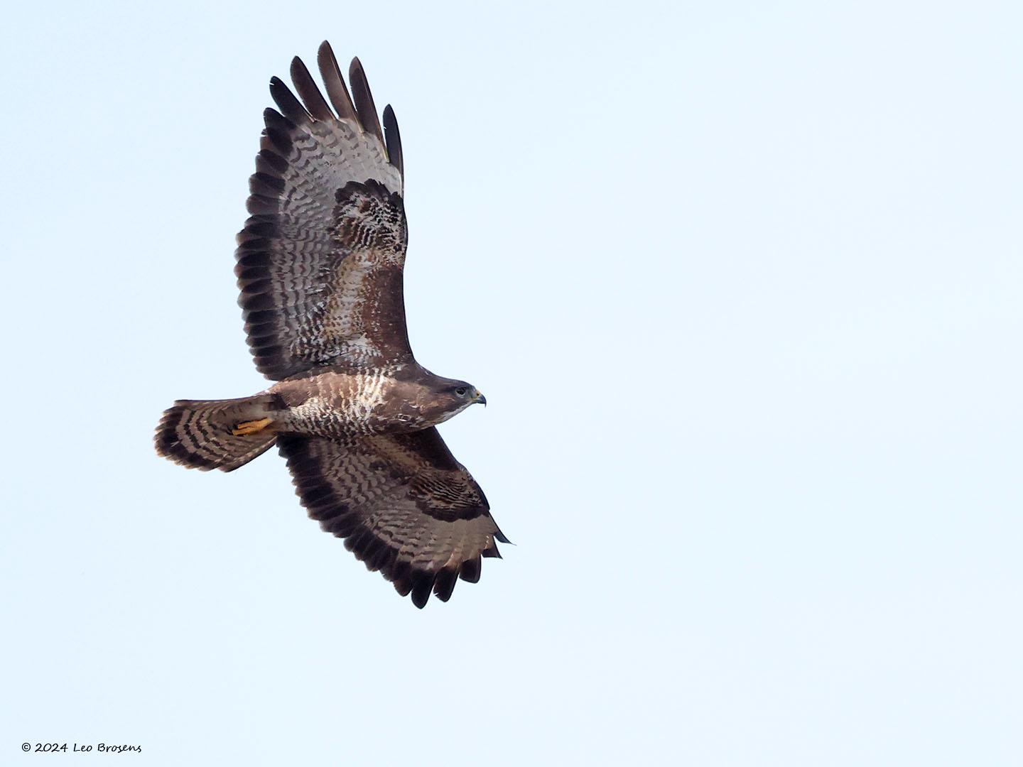 Buizerd-20240319g14401A1A0656acrfb-Oude-Buisse-Heide.jpg