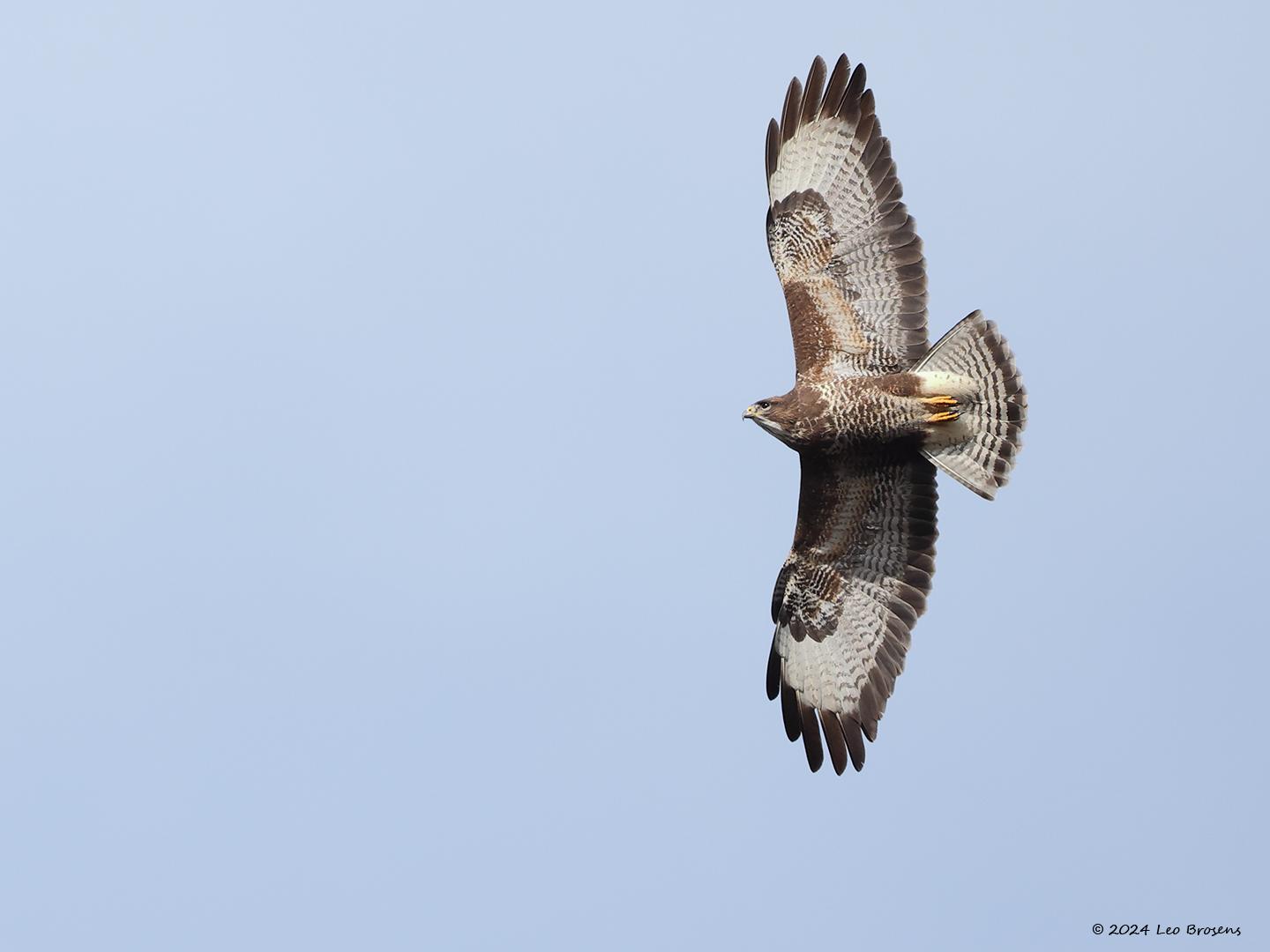 Buizerd-20240319g14401A1A0677acrfb-Oude-Buisse-Heide.jpg