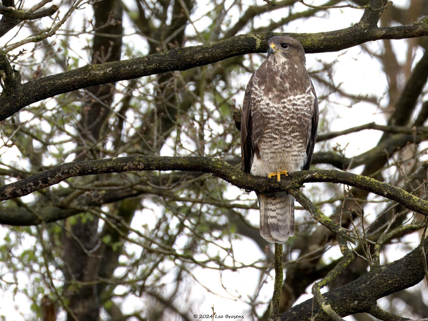 Buizerd-20240406g14401A1A1751atgcrfb-Oude-Buisse-Heide.jpg