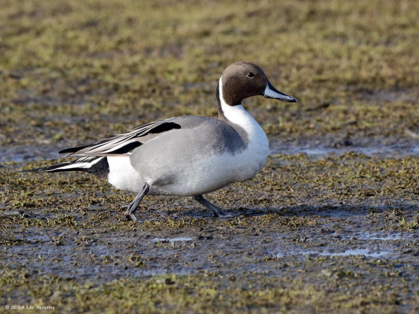 Pijlstaarteend-20170213g1440YSXX6771atcrfb-Prunjepolder.jpg