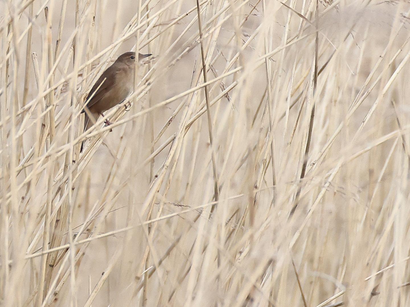 Snor-20240413g14401A1A3340acrfb-Noordpolder-Calfven_0.jpg