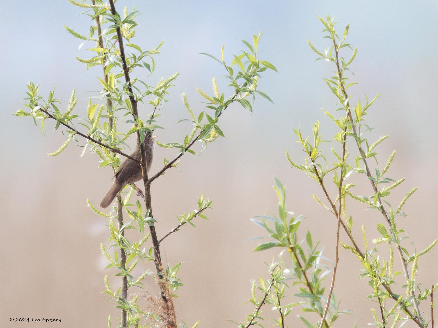 Snor-20240413g14401A1A3636ntcrfb-Noordpolder-Calfven_0.jpg