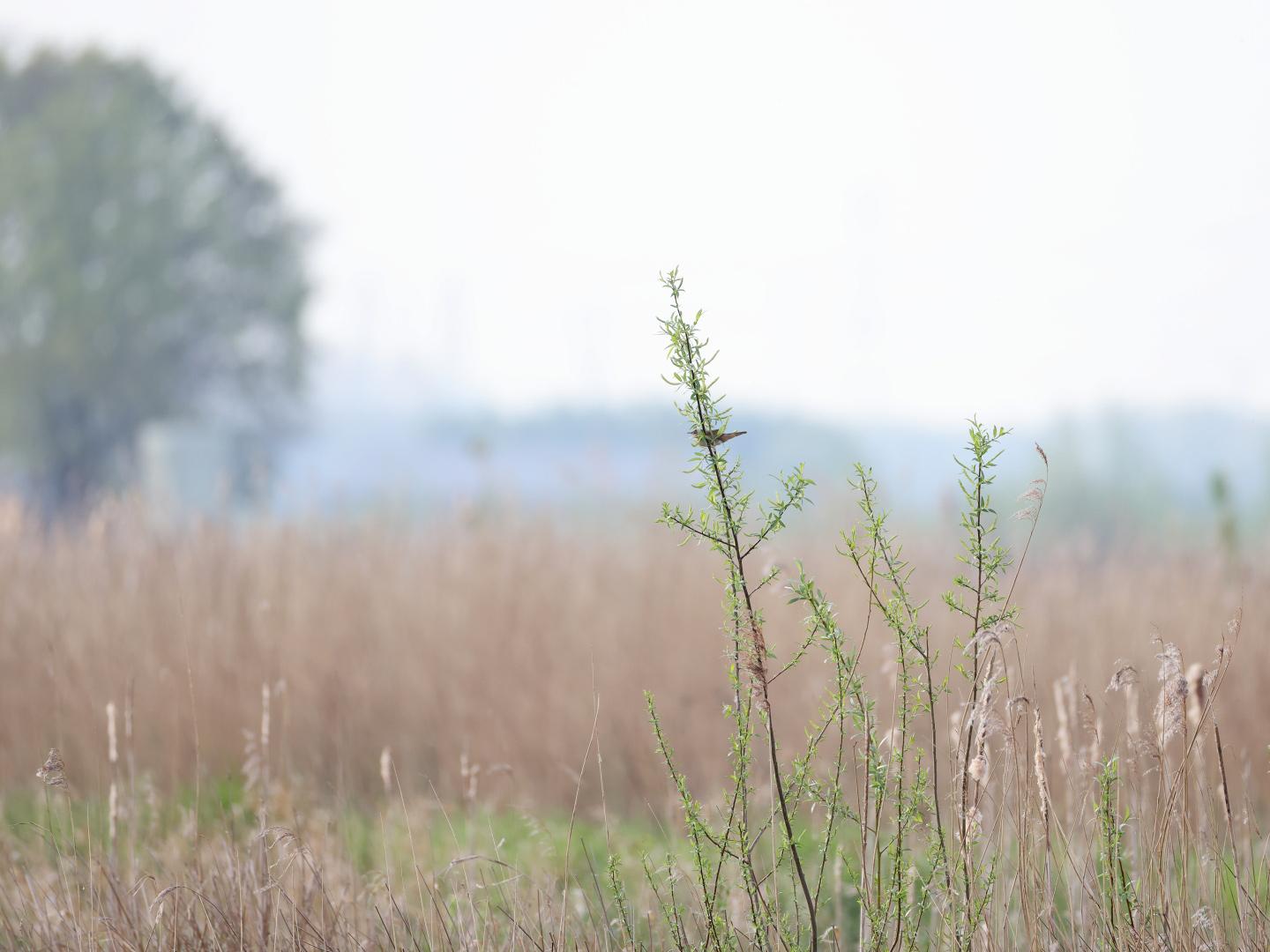 Snor-20240413g14401A1A3723acrfb-Noordpolder-Calfven_0.jpg