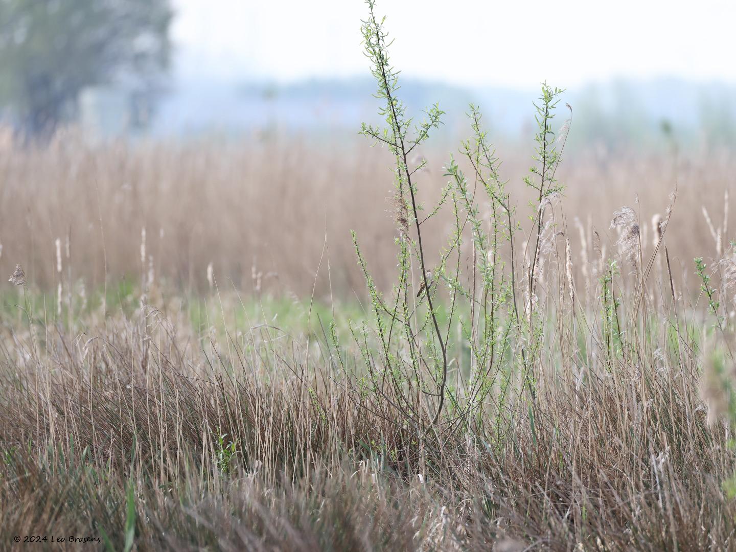 Snor-20240413g14401A1A3735acrfb-Noordpolder-Calfven_0.jpg