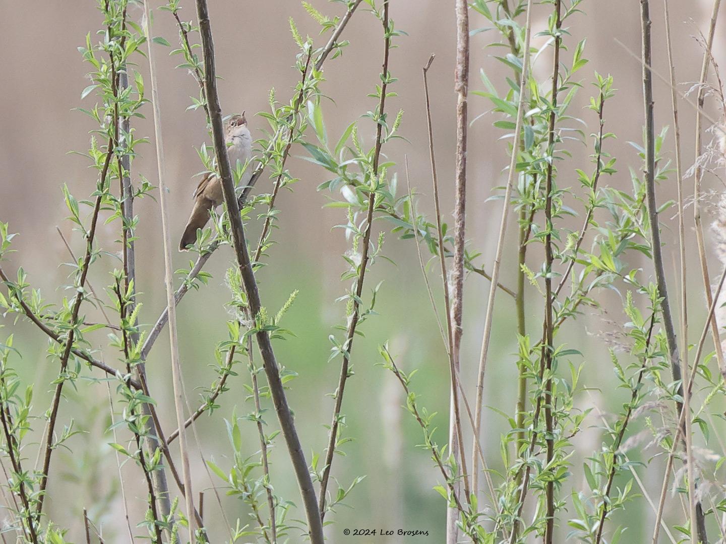 Snor-20240413g14401A1A3736acrfb-Noordpolder-Calfven_0.jpg