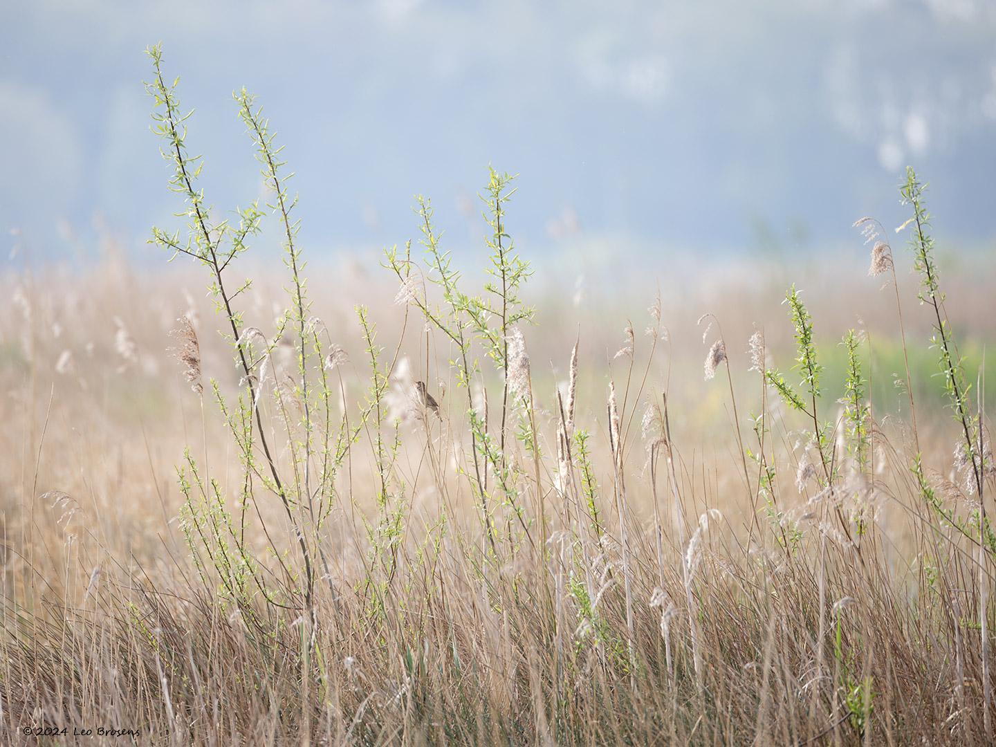 Snor-20240413g14401A1A3772nntcrfb-Noordpolder-Calfven.jpg