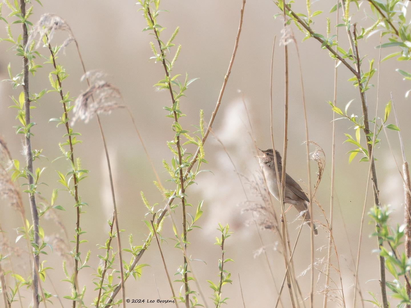 Snor-20240413g14401A1A3772ntcrfb-Noordpolder-Calfven_0.jpg