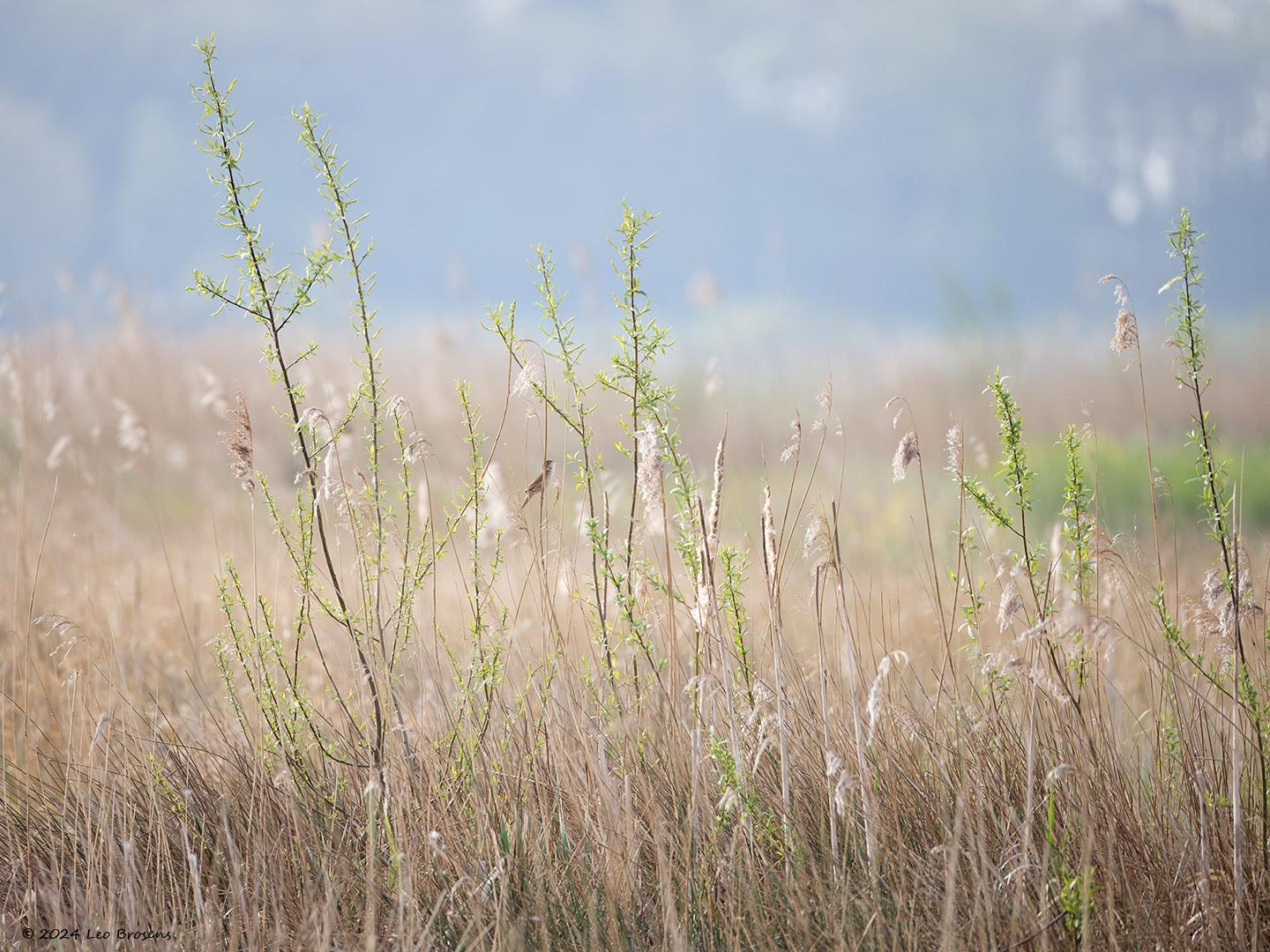 Snor-20240413g14401A1A3797nntcrfb-Noordpolder-Calfven.jpg