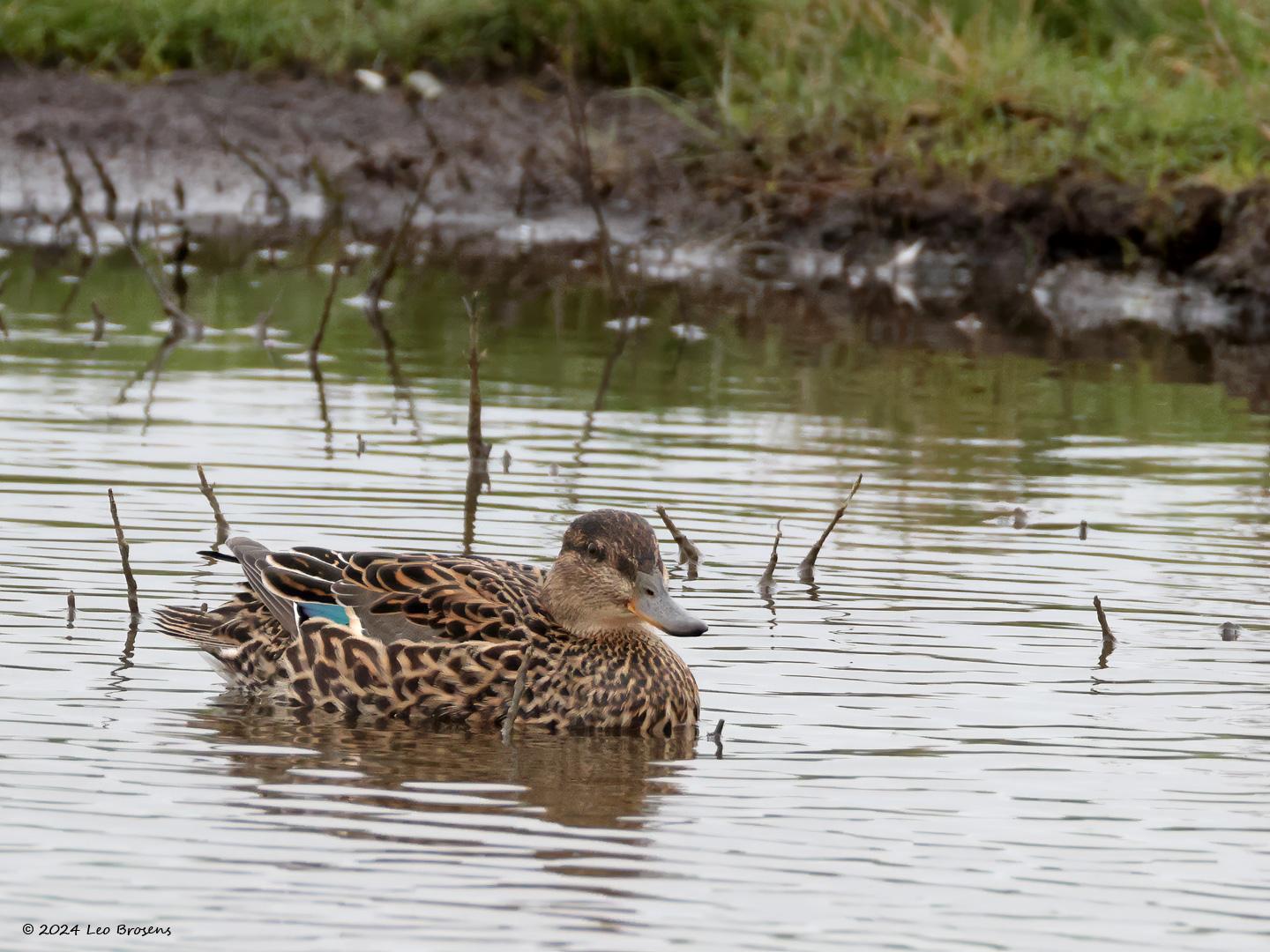 Wintertaling-20240411g14401A1A2614atcrfb-Schakerloopolder.jpg