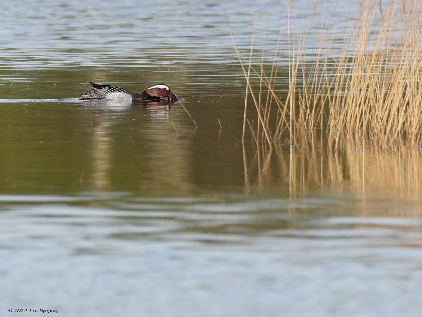 Zomertaling-20240406g14401A1A1977aggcrfb-Oude-Buisse-Heide.jpg