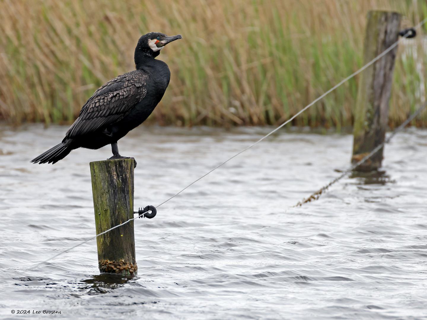 Aalscholver-20240411g14401A1A3161ocrfbd-Markiezaatsmeer_0.jpg