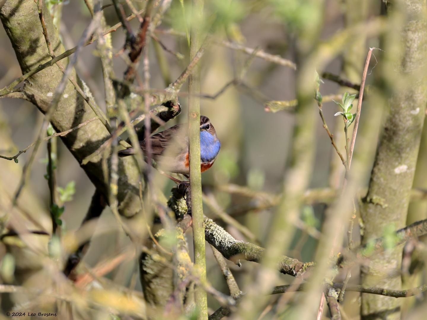 Blauwborst-20240406g14401A1A2084acrfb-Oude-Buisse-Heide.jpg