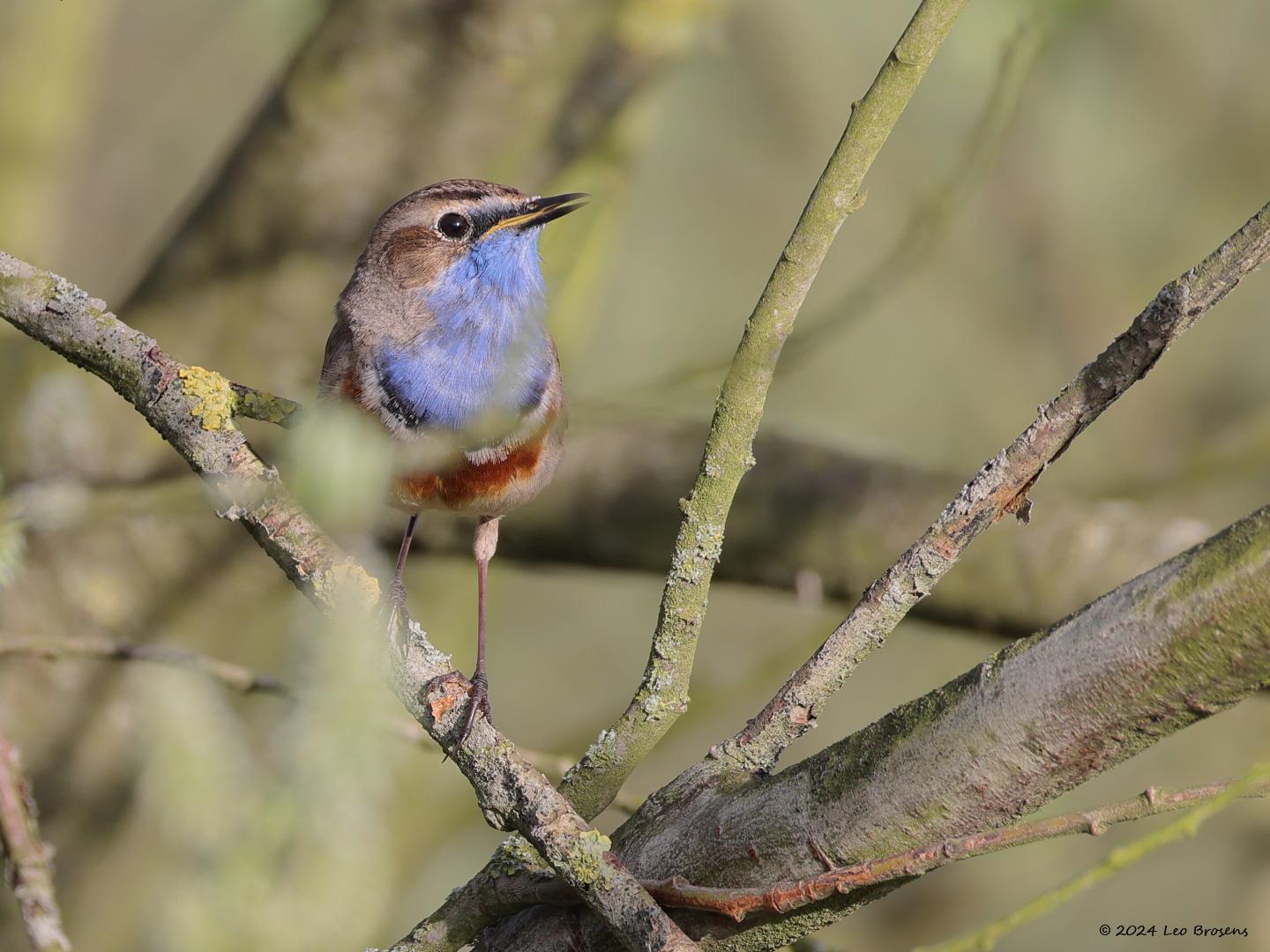 Blauwborst-20240406g14401A1A2113acrfb-Oude-Buisse-Heide_0.jpg