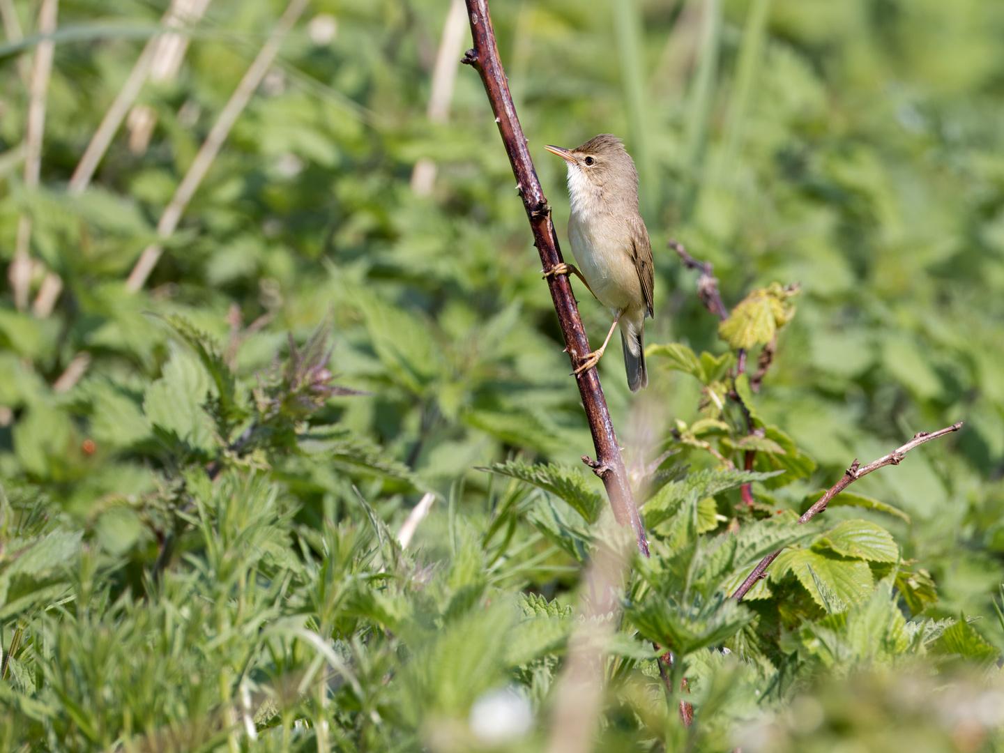 Bosrietzanger-20240509g14401A1A5800atcrfb-Ginderhoven.jpg