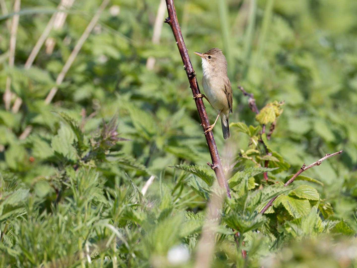 Bosrietzanger-20240509g14401A1A5800atcrfb-Ginderhoven_0.jpg