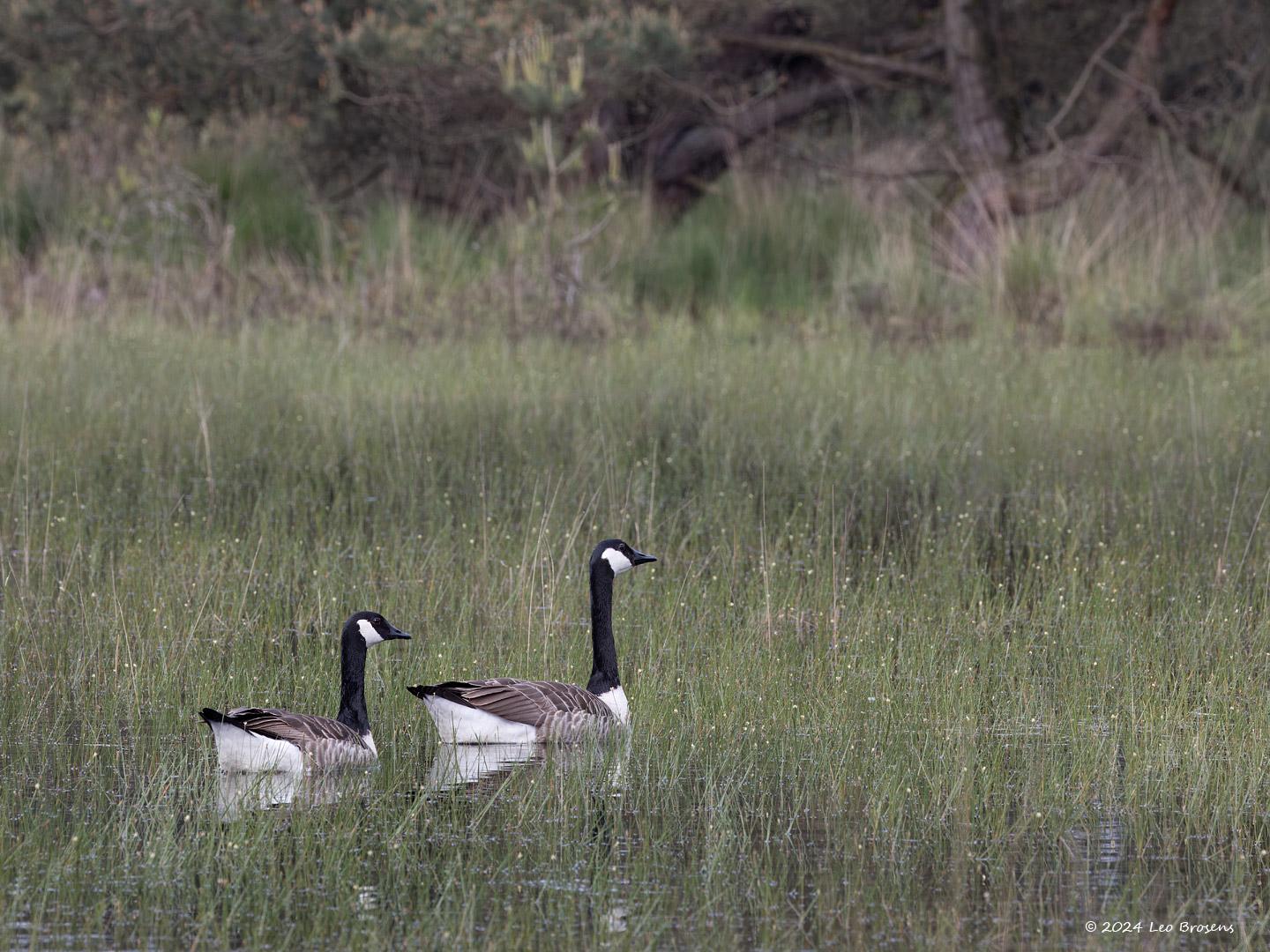 Canadese-gans-20240517g14401A1A6647atcrfb-Oude-Buisse-Heide.jpg