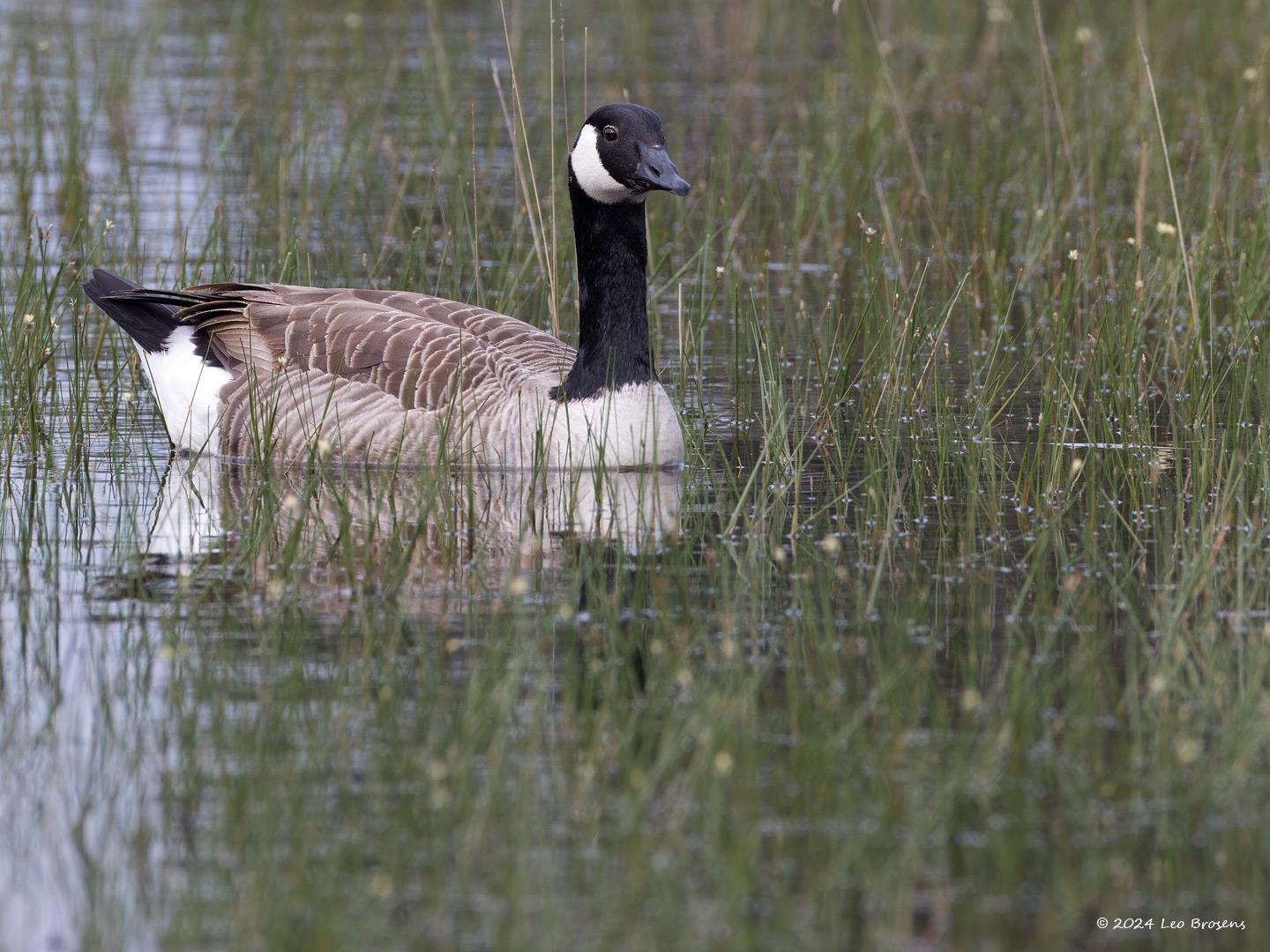 Canadese-gans-20240517g14401A1A6658atcrfb-Oude-Buisse-Heide.jpg